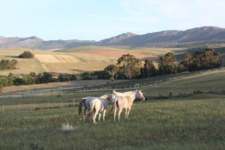Shabach Farm Vila Hartebeest Rivier Exterior foto